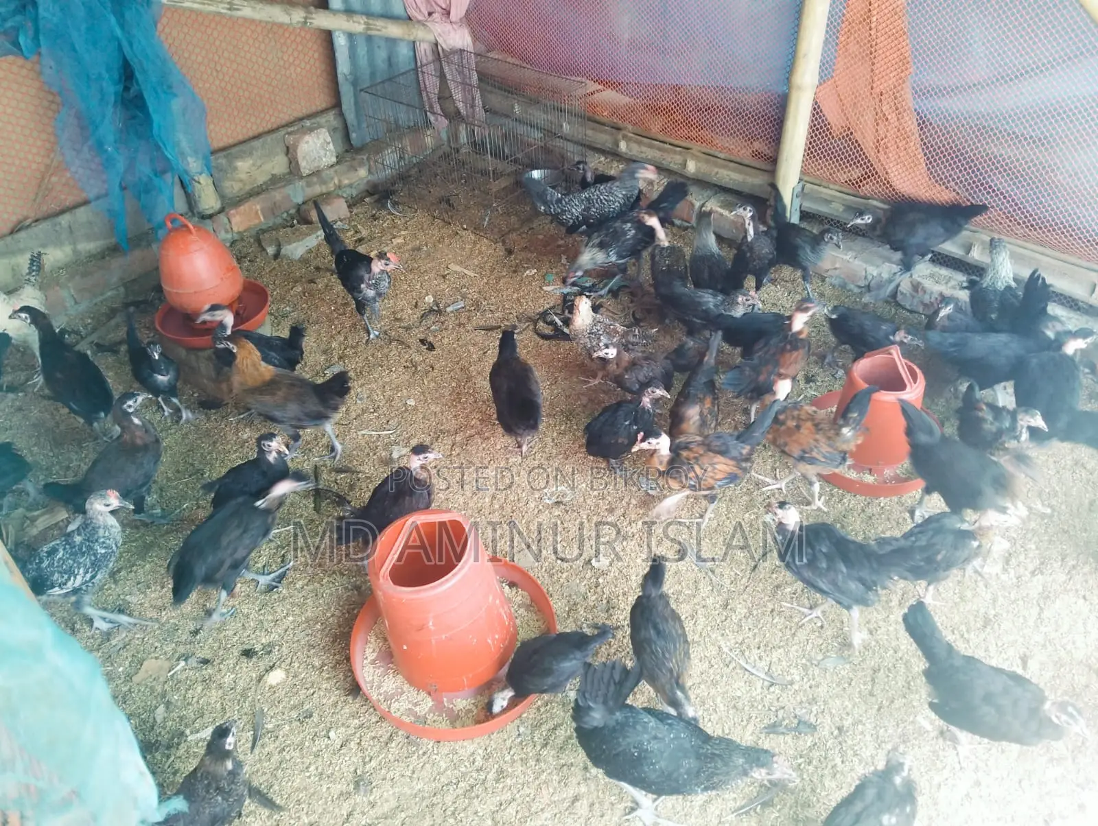 দেশি মুরগি বিক্রি হবে