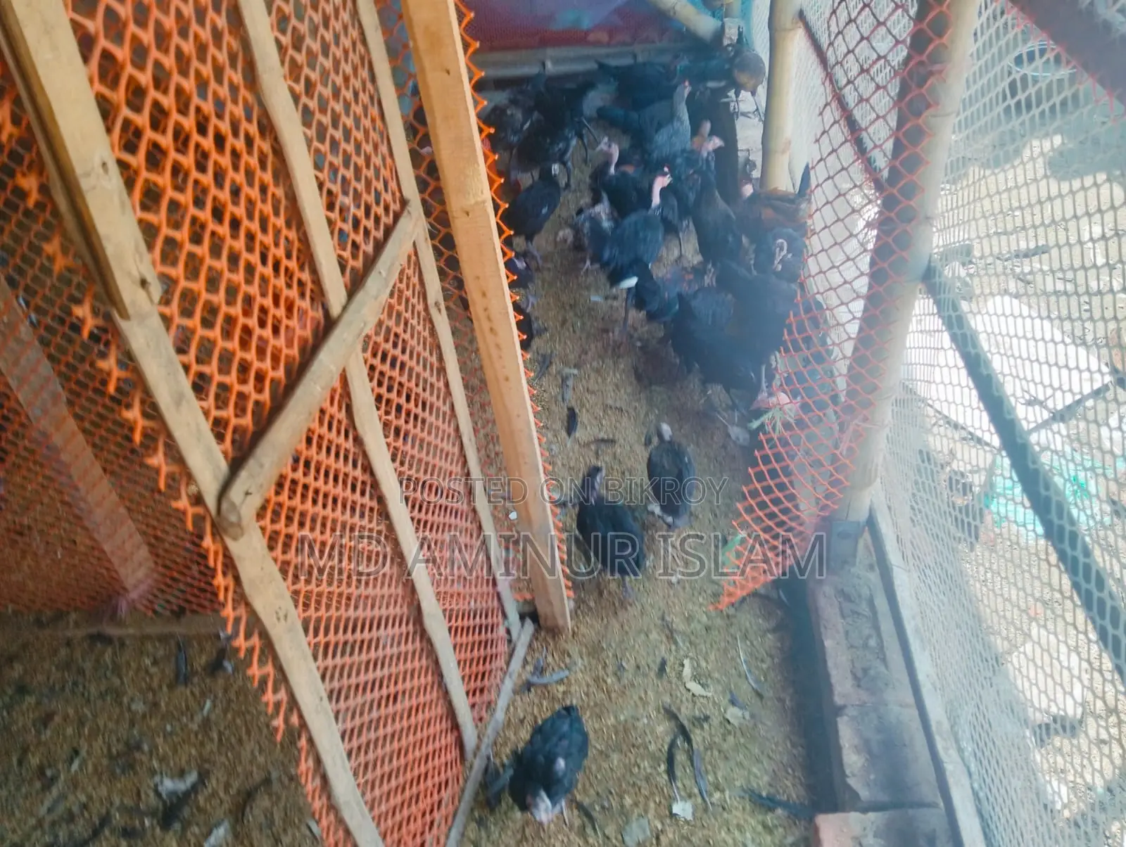 দেশি মুরগি বিক্রি হবে