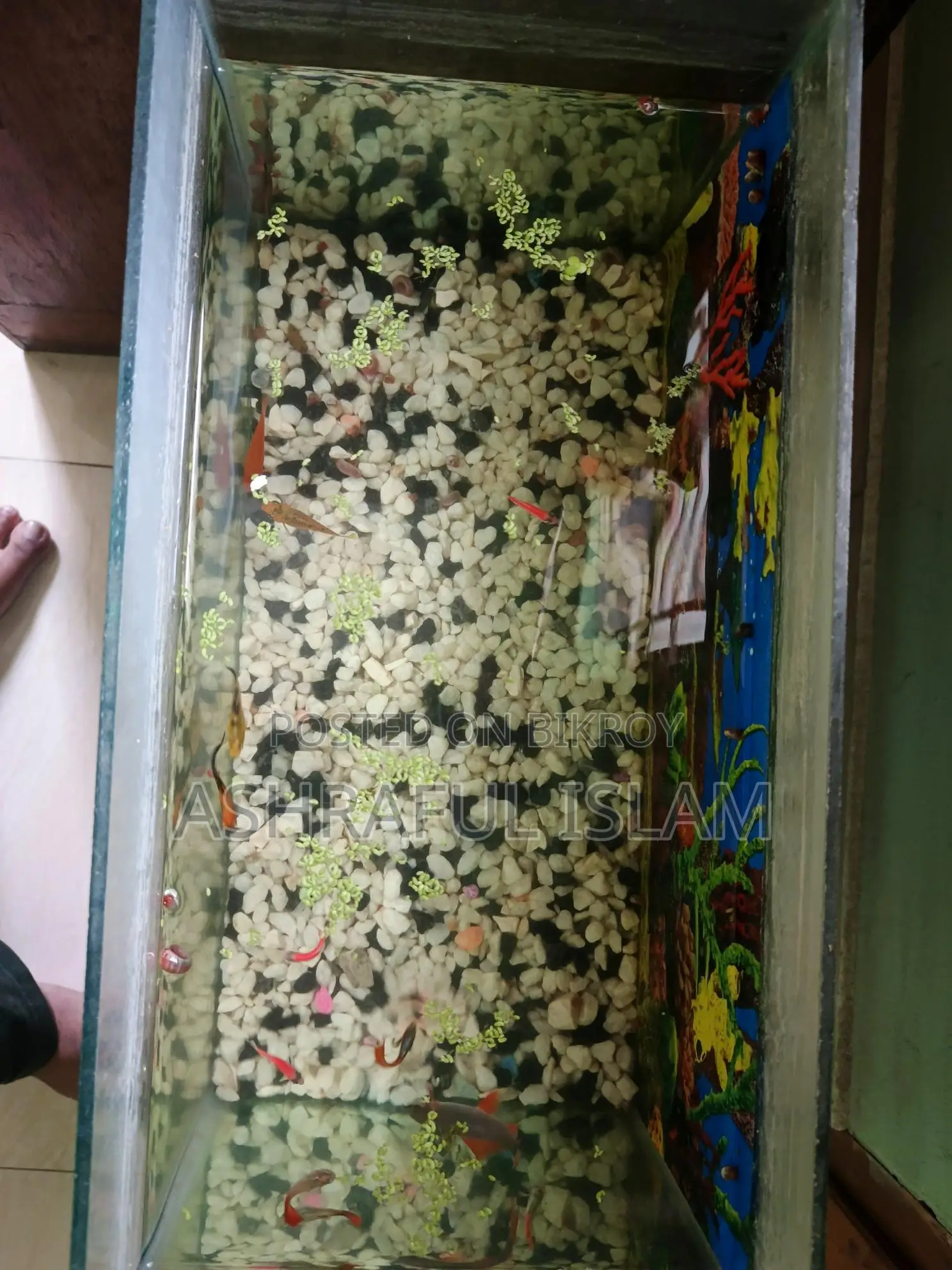Aquarium For Sale
