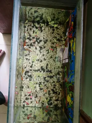Aquarium For Sale