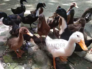 হাঁস বিক্রি হবে।