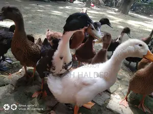 হাঁস বিক্রি হবে।