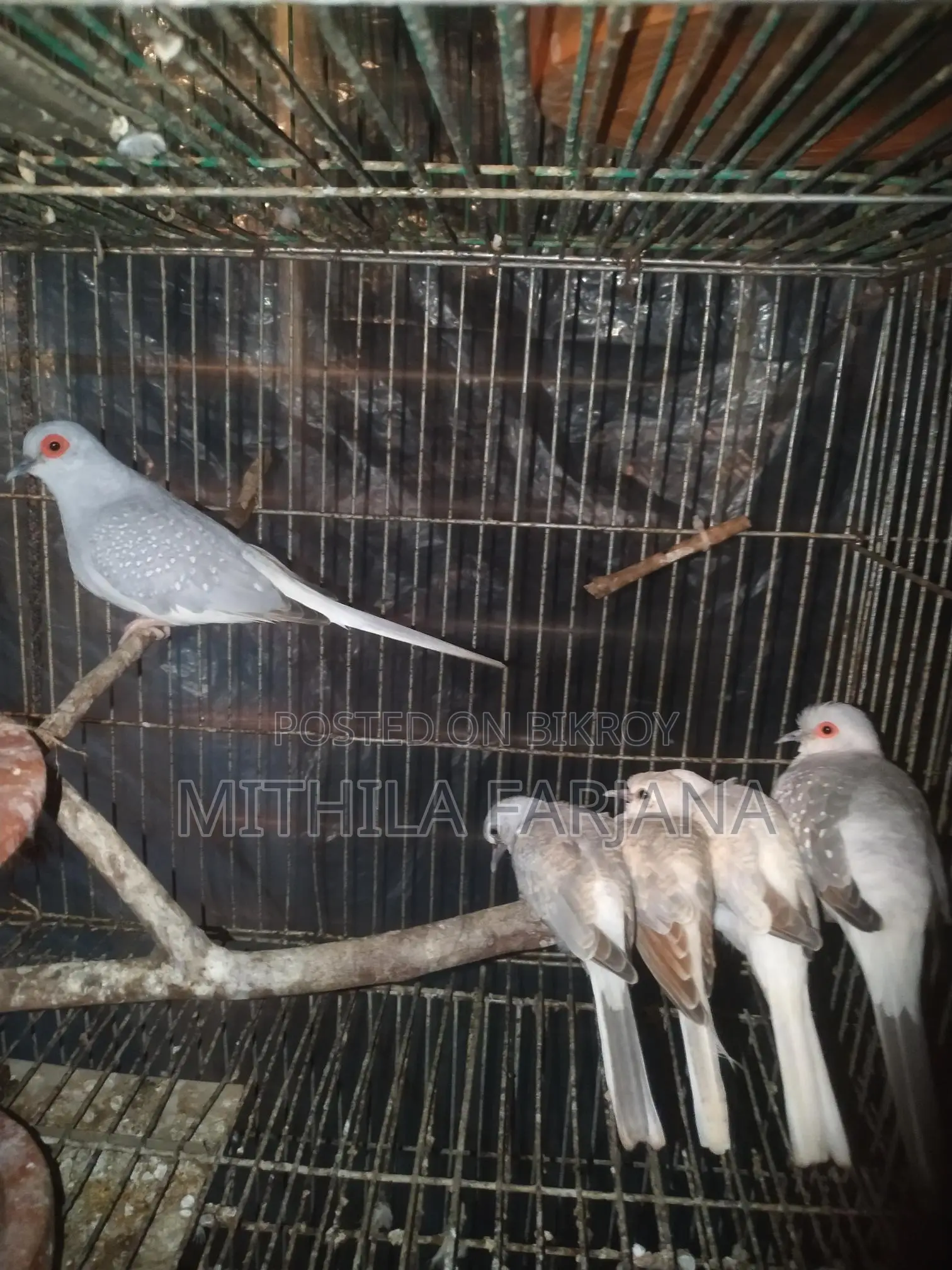 Diamond Dove Chicks