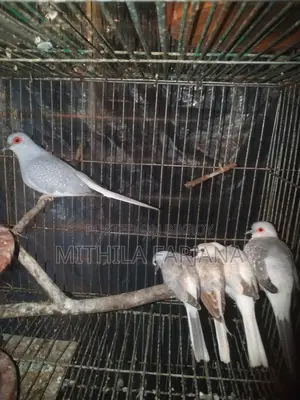 Diamond Dove Chicks