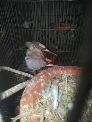 Diamond Dove Chicks
