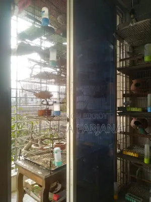Diamond Dove Chicks