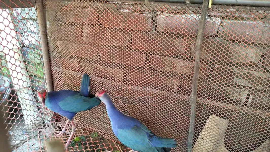 Caling Bird for Sale