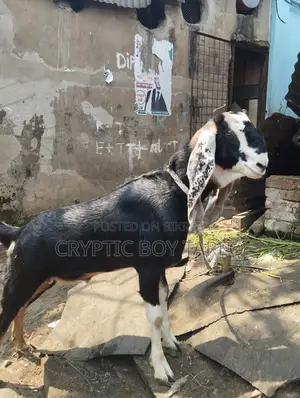 Large Goat