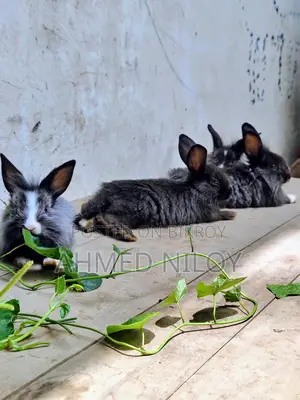 Lion Head Rabbit
