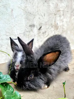 Lion Head Rabbit