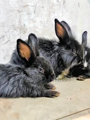 Lion Head Rabbit