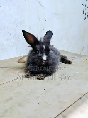 Lion Head Rabbit