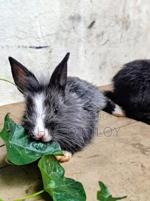 Lion Head Rabbit