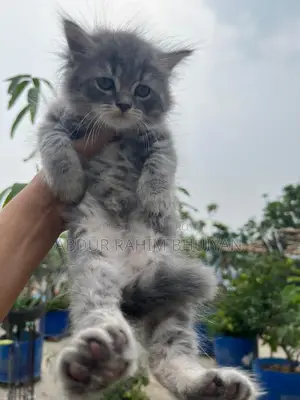 Persian Cat