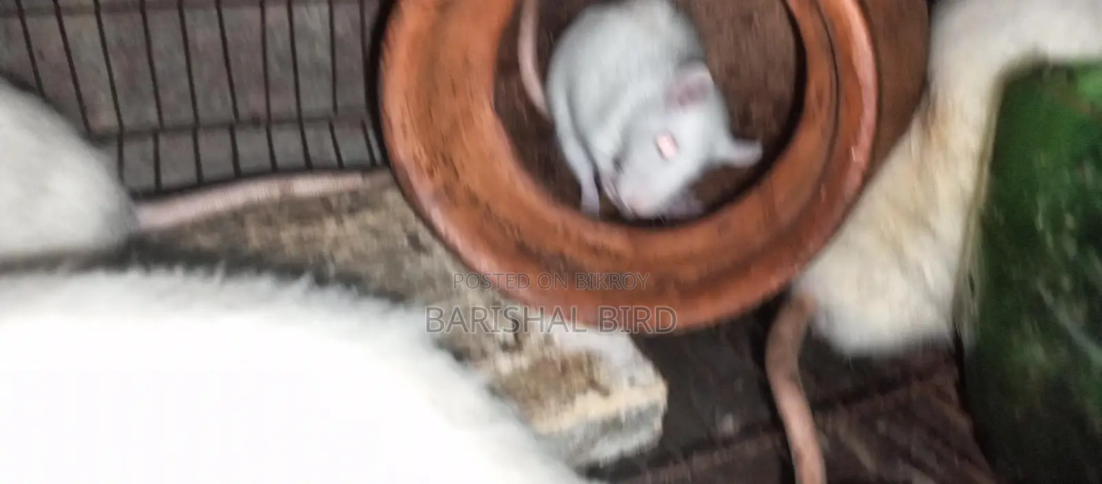 Five Mice