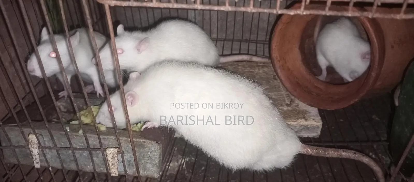 Five Mice