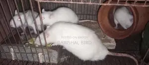 Five Mice