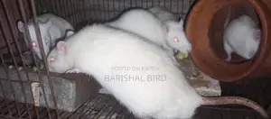 Five Mice
