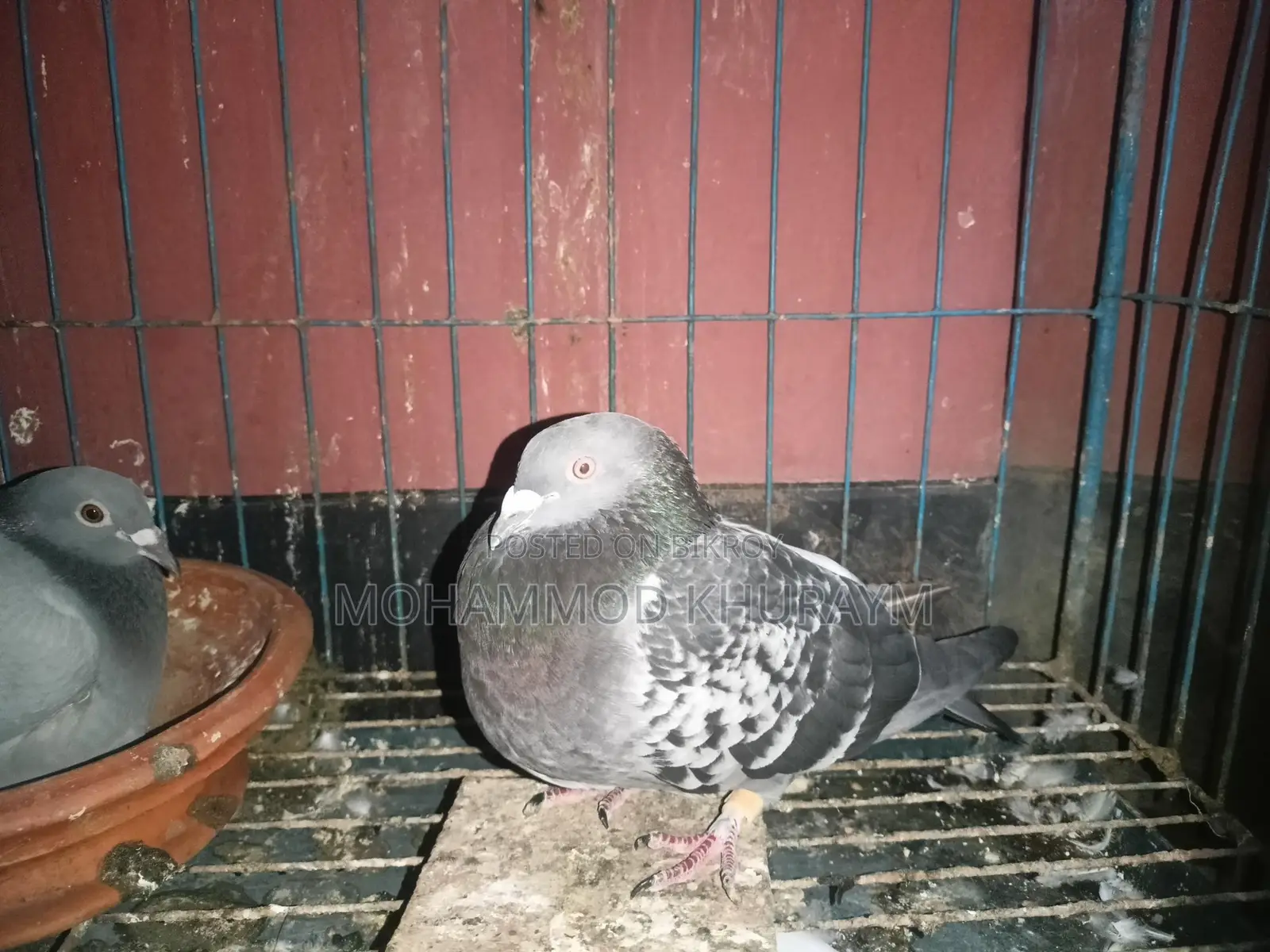 Racer Pigeons