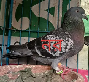 Racer Pigeons