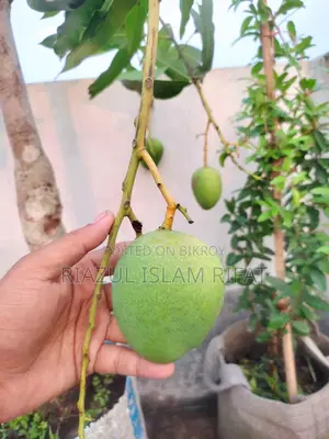 বারি ফোর আম গাছ সহ সেল হবে
