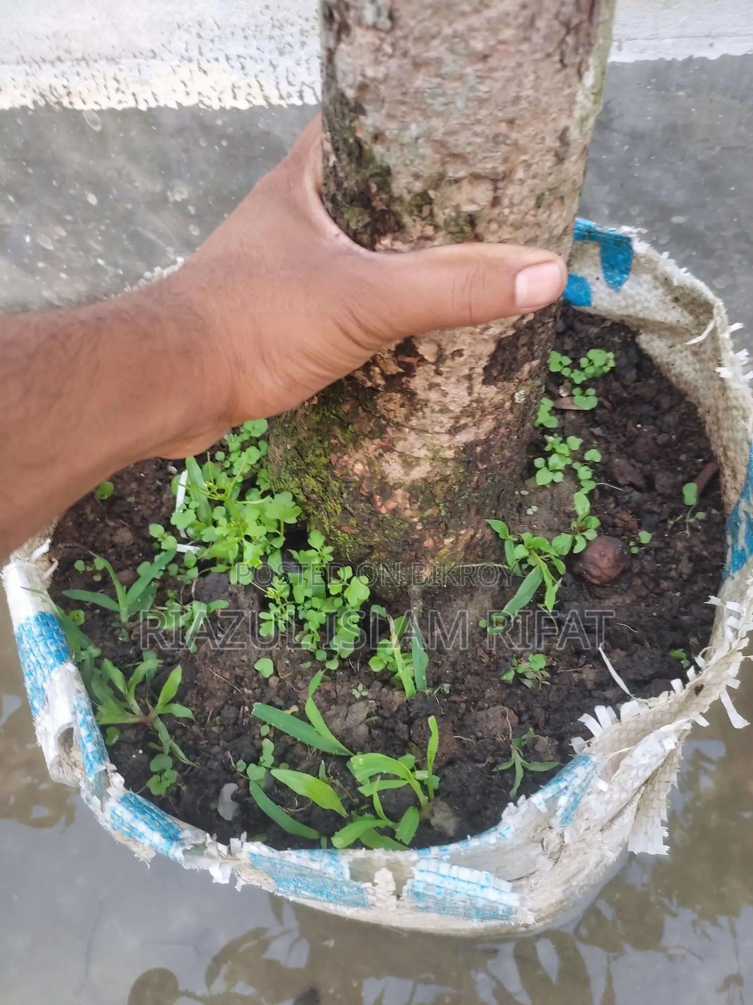বারি ফোর আম গাছ সহ সেল হবে