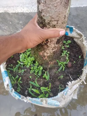 বারি ফোর আম গাছ সহ সেল হবে