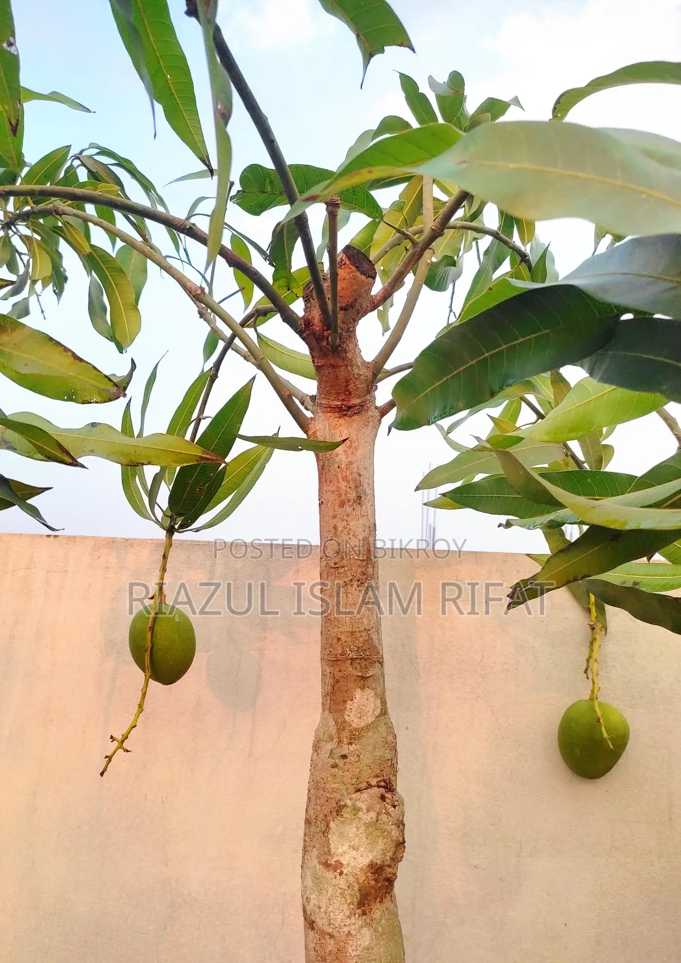 বারি ফোর আম গাছ সহ সেল হবে