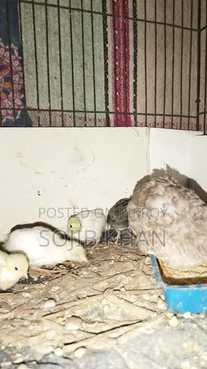 King Quail Chicks for Sale