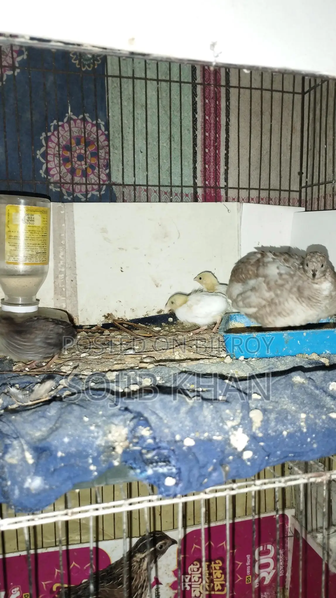 King Quail Chicks for Sale