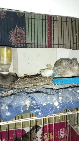 King Quail Chicks for Sale