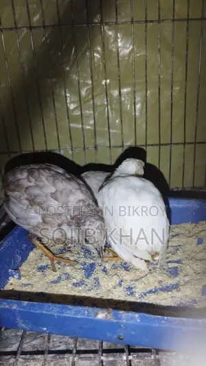 King Quail chicks for sale