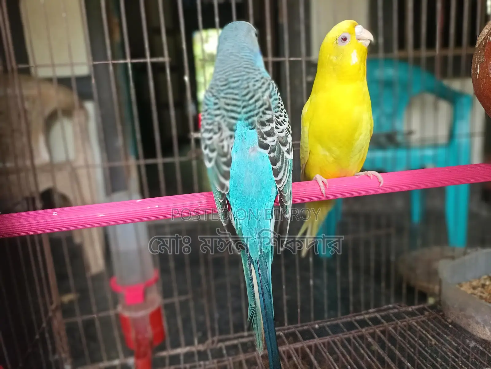 বাজারিগার পাখি