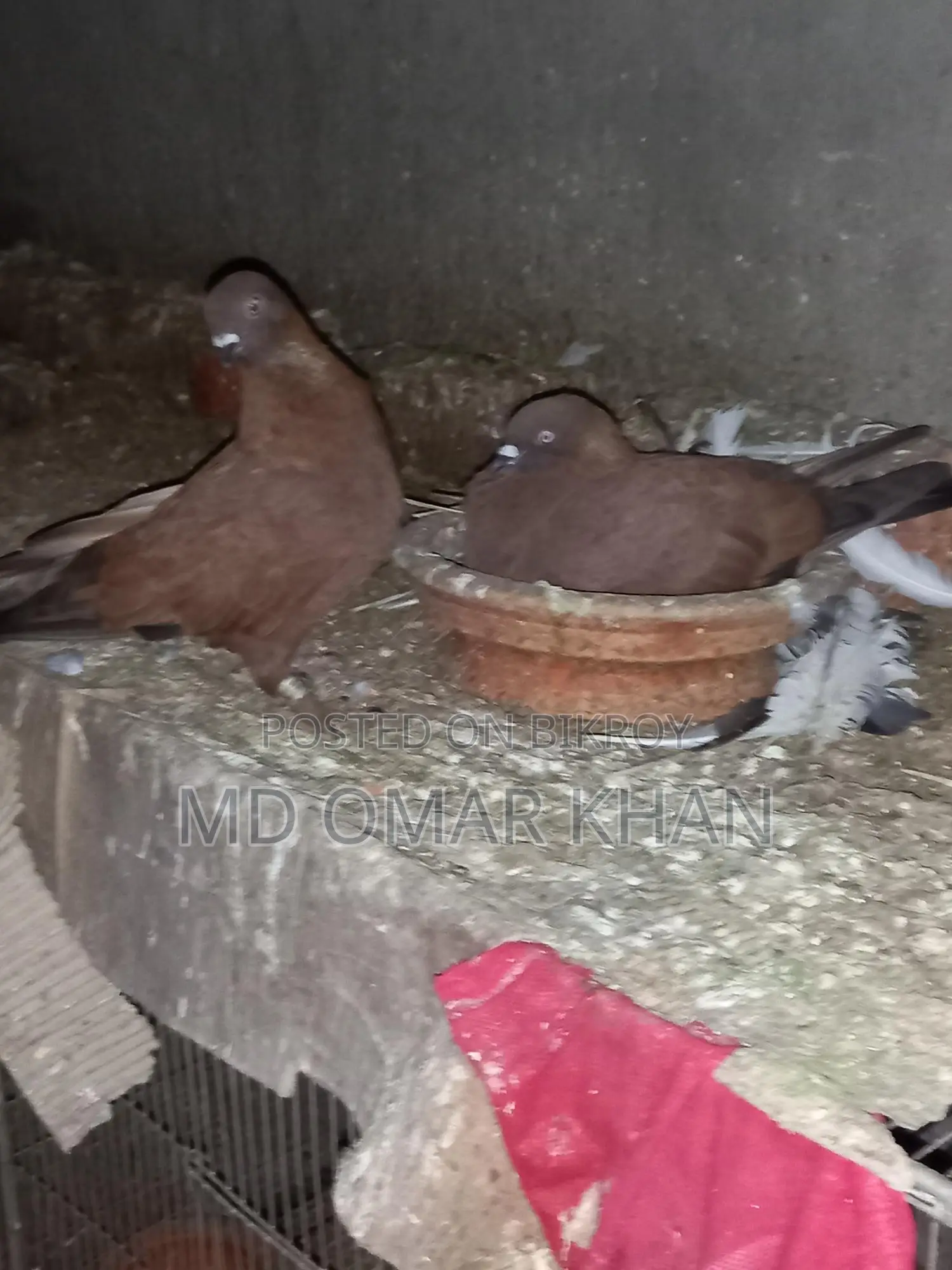 Running Pigeons for Sale