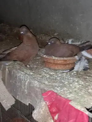 Running Pigeons for Sale