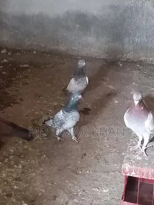 Running Pigeons for Sale