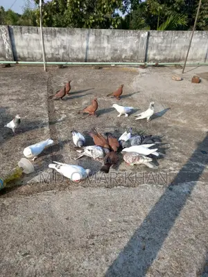 Running Pigeons for Sale