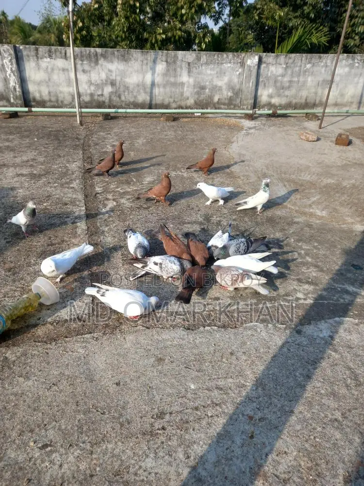 Running Pigeons for Sale
