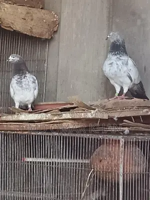 Running Pigeons for Sale