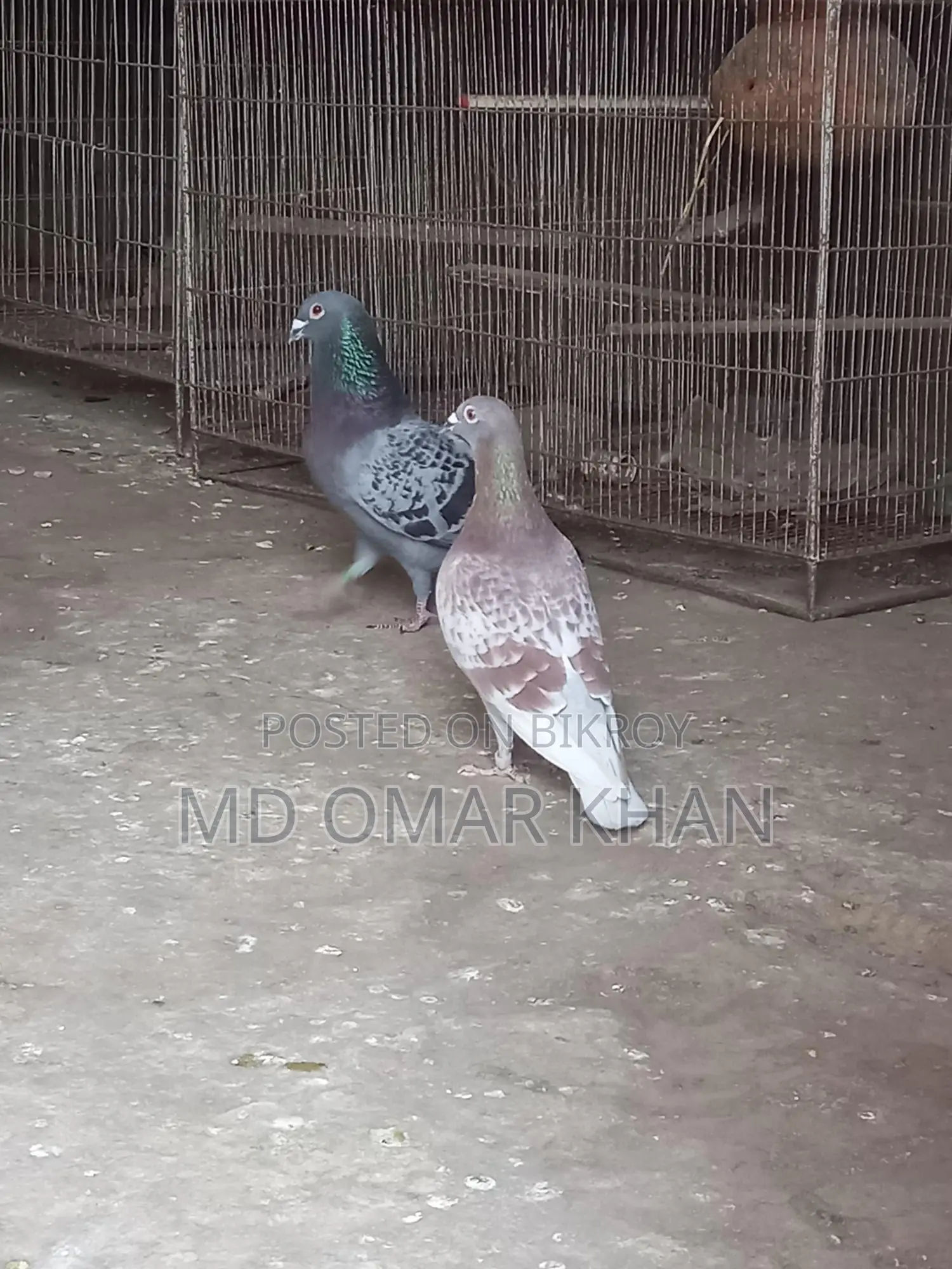 Running Pigeons for Sale