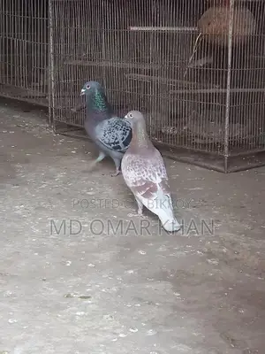 Running Pigeons for Sale