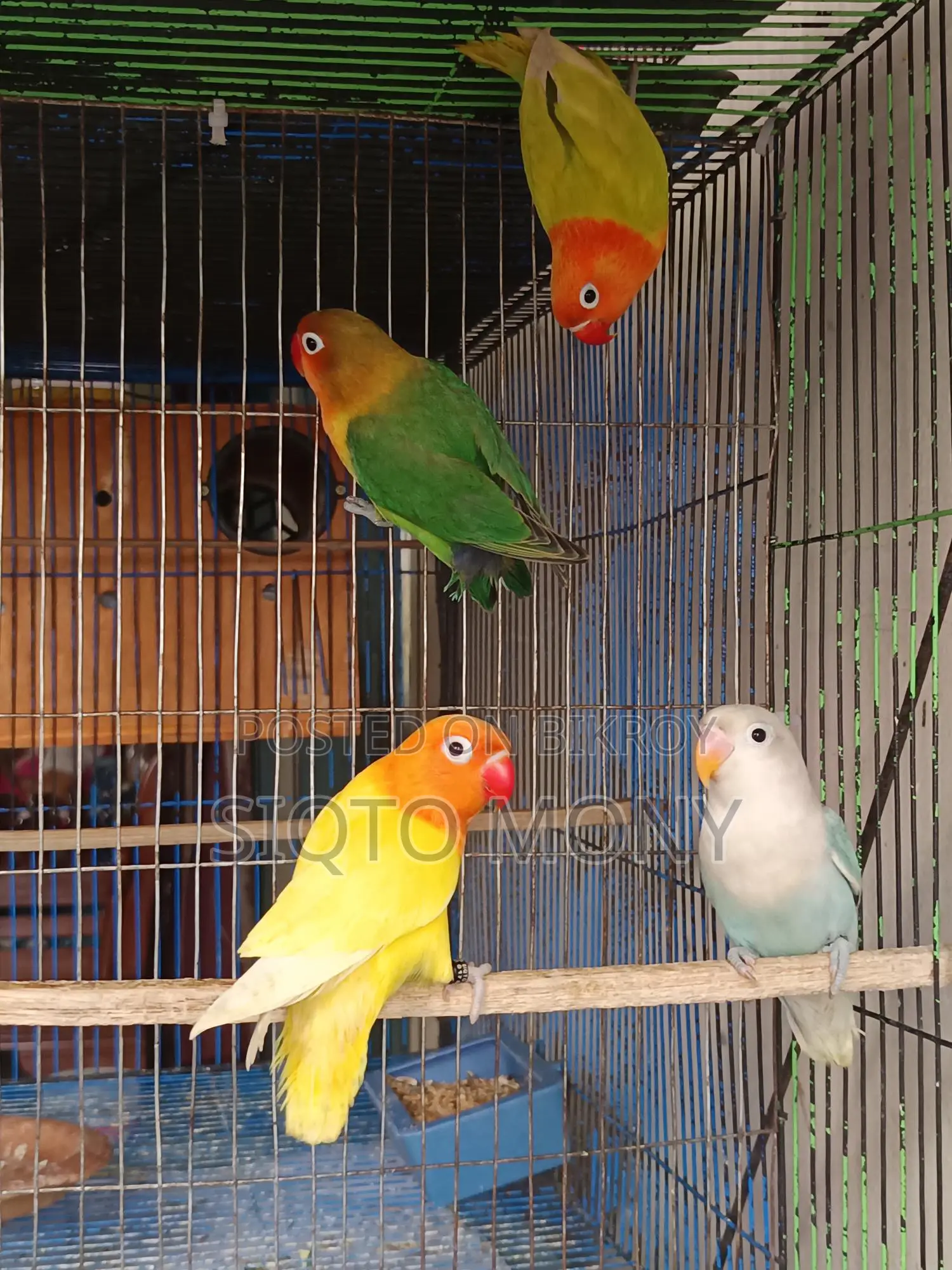 Love Bird Baby