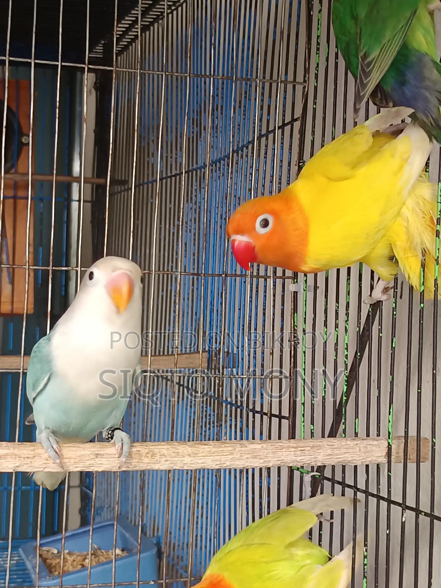 Love Bird Baby