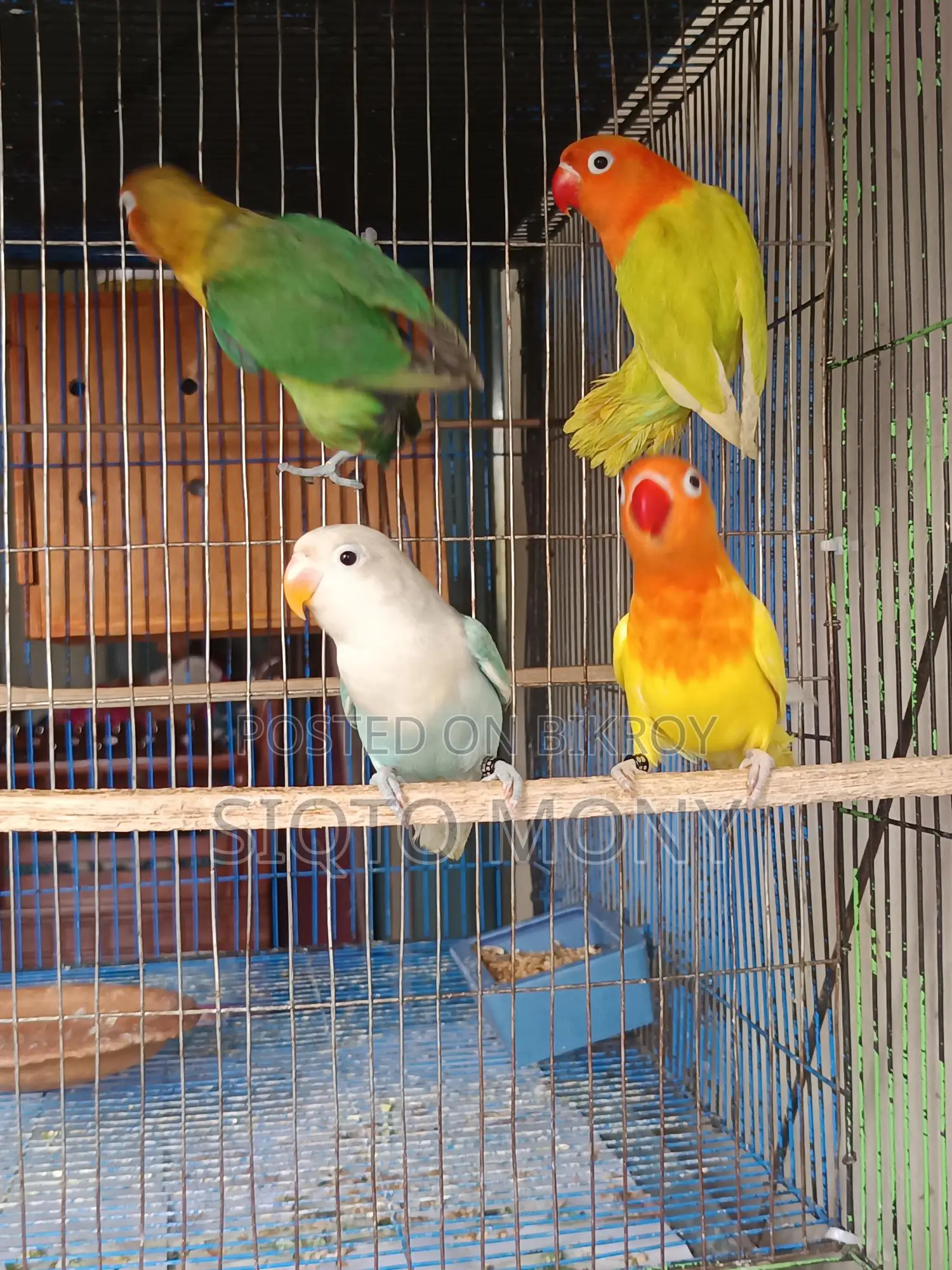 Love Bird Baby