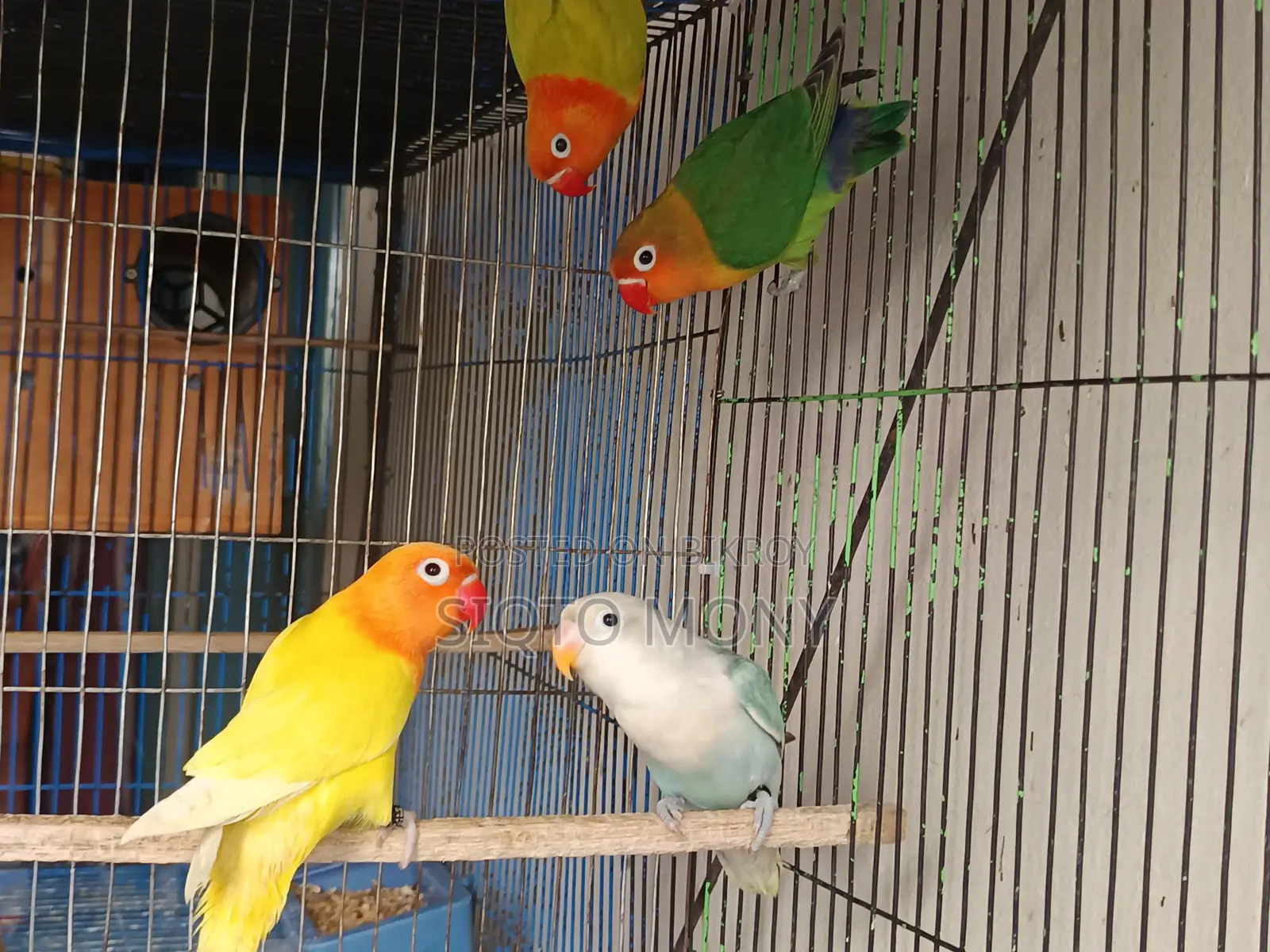 Love Bird Baby