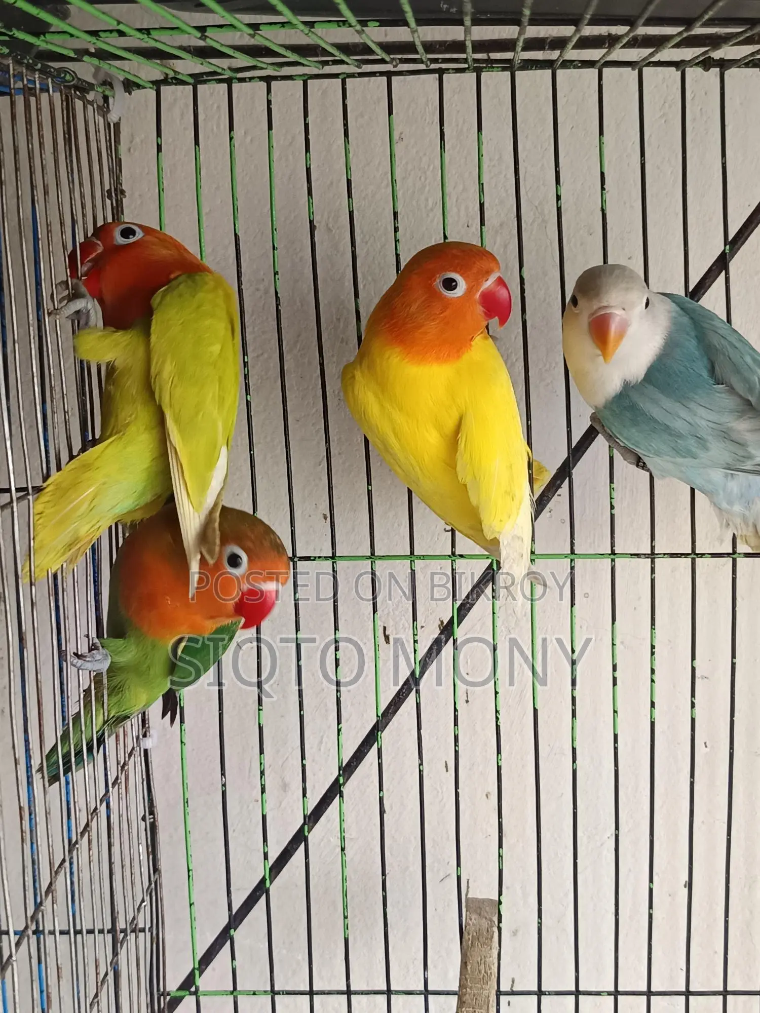 Love Bird Baby