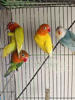 Love Bird Baby