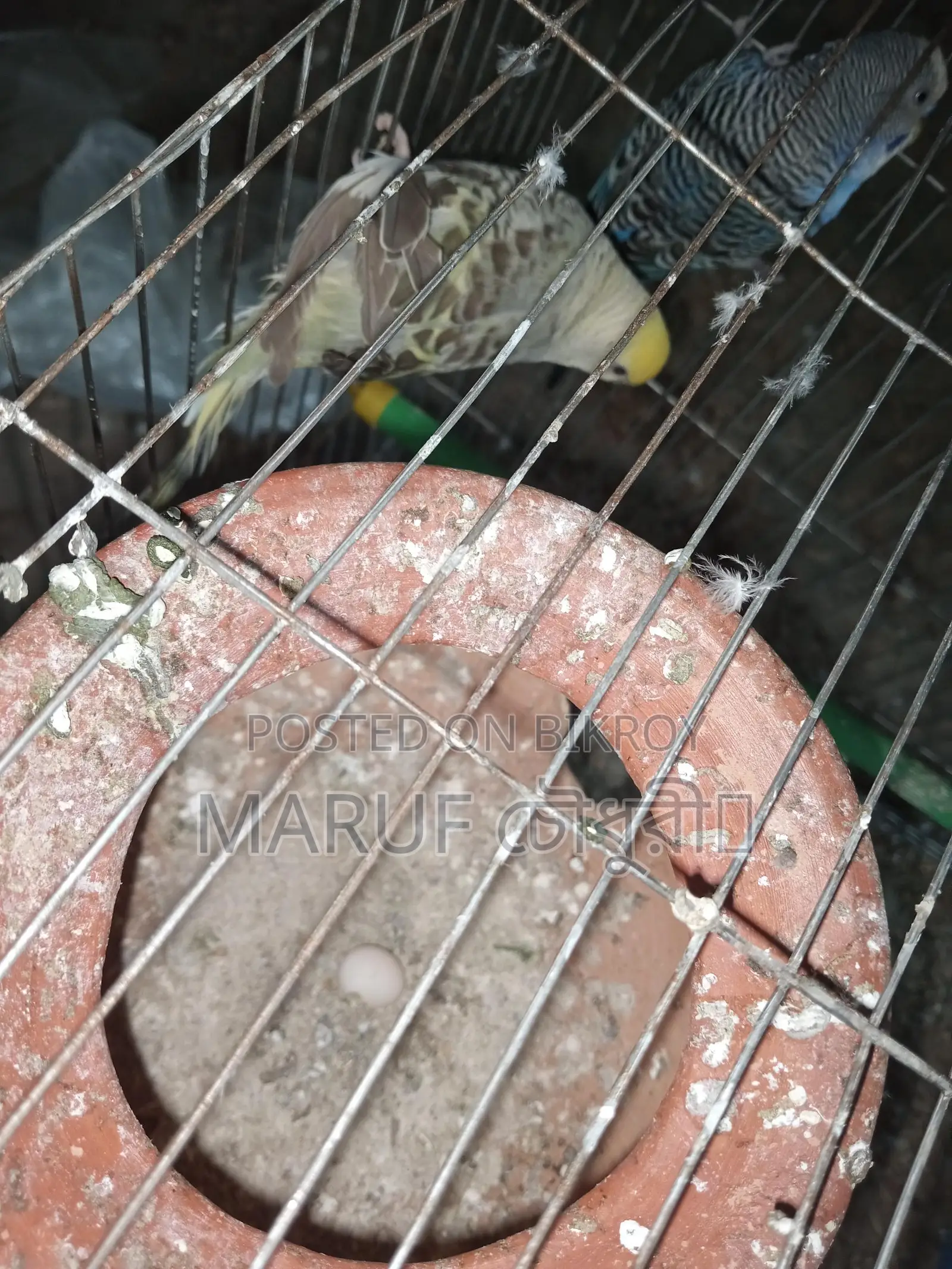 বার্জিগার পাখি