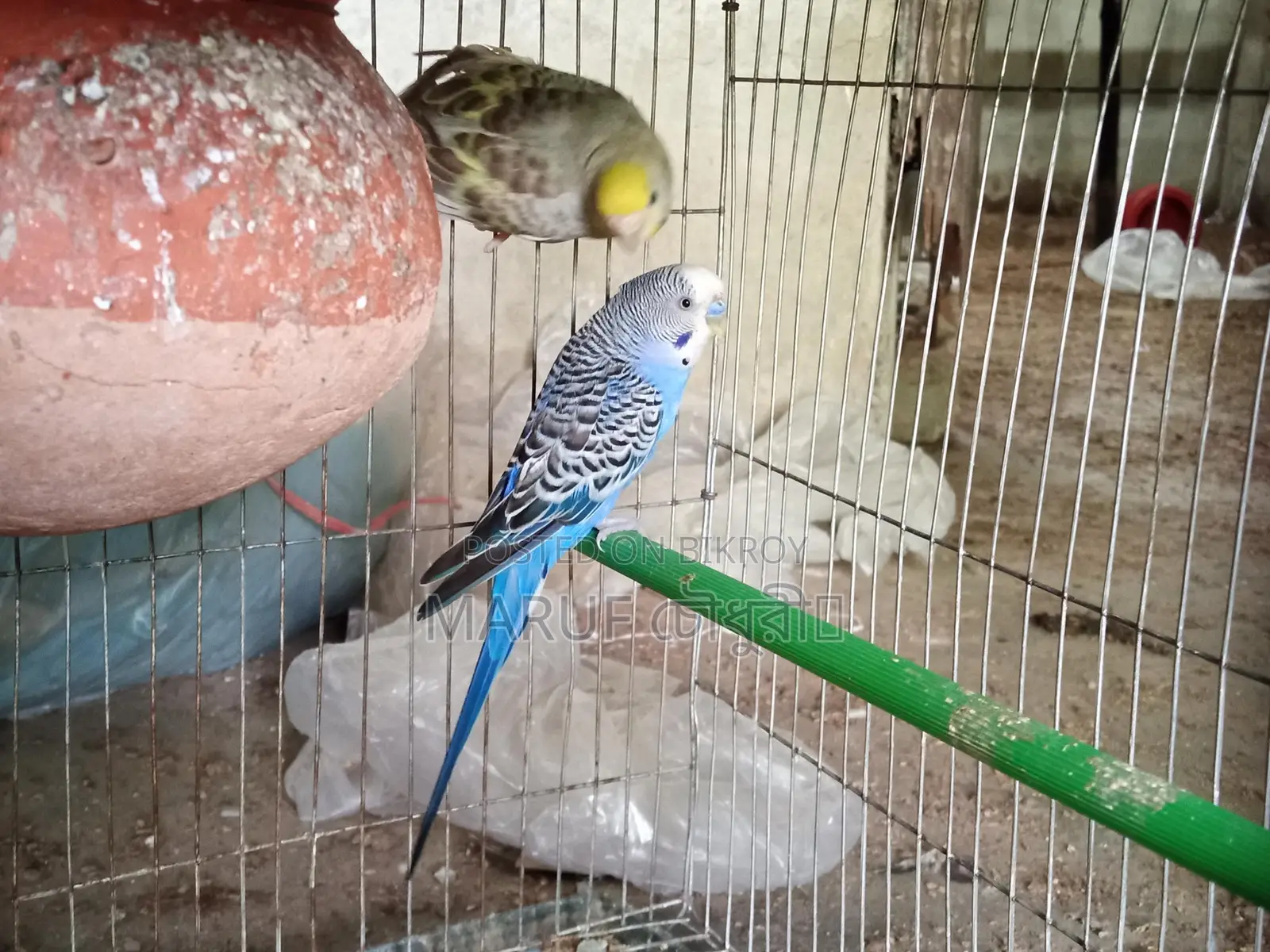 বার্জিগার পাখি