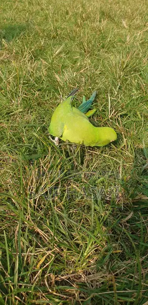 Ringneck Parrot